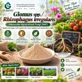 ريزوفاغوس غير النظامية و Glomus spp. ملقحات الميكوريزا لإدارة الجذور والتربة