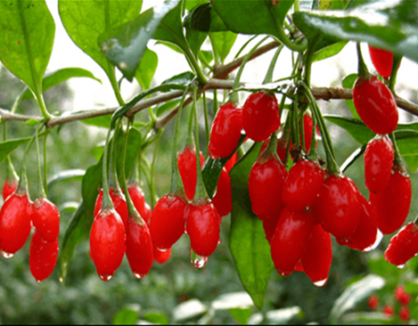 Fresh Goji Berry