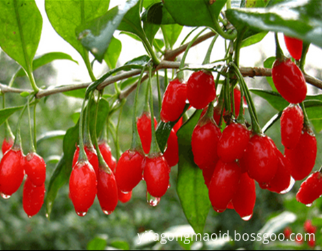 Fresh Goji Berry