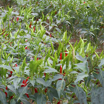 Sichuan pepper/cut pepper/dried pepper/red pepper