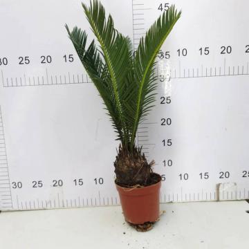 Cycas Revoluta 110＃クラス