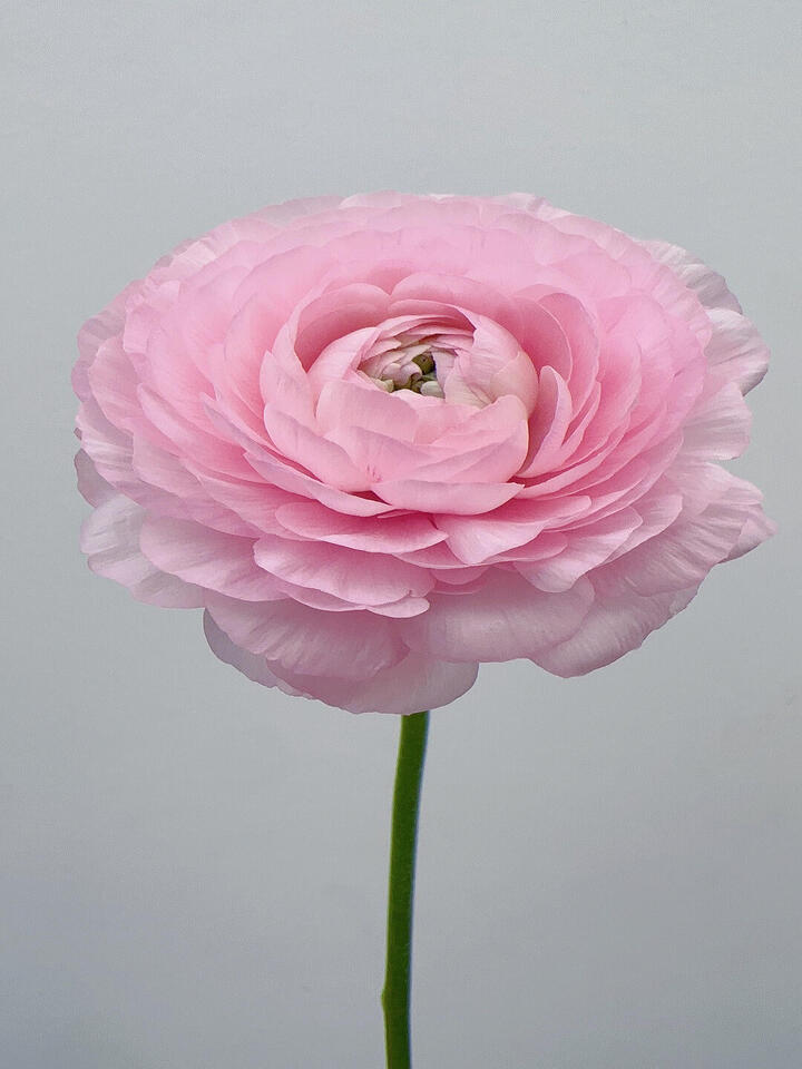 Pink Ranunculus