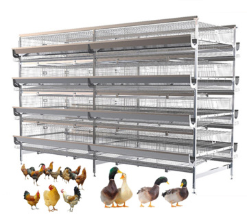 Poultry Equipment: Chicken Feeder and Farming Gear