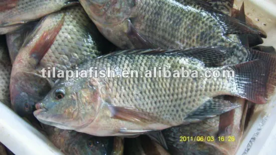 China origin low price fresh water Nile tilapia whole round