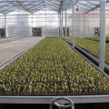 Hydroponik Greenhouse Ebb und Flow Rolling Bank Worfsable