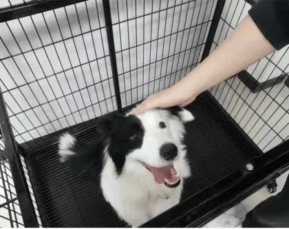 High Quality Metal Dog Kennel Cage 6Ft-10Ft for Poultry and Pets