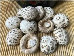 Premium white flower mushroom