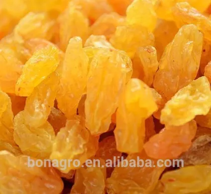 Chinese xinjiang golden raisin