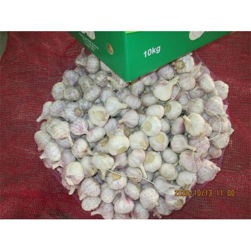 Cold Storing Fresh Normal Garlic