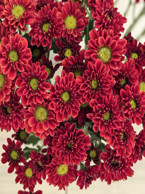Red rose spray chrysanthemum1