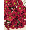 লাল গোলাপ স্প্রে chrysanthemum