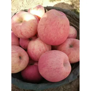 Fresh and Sweet Apples: High Quality, Low Price