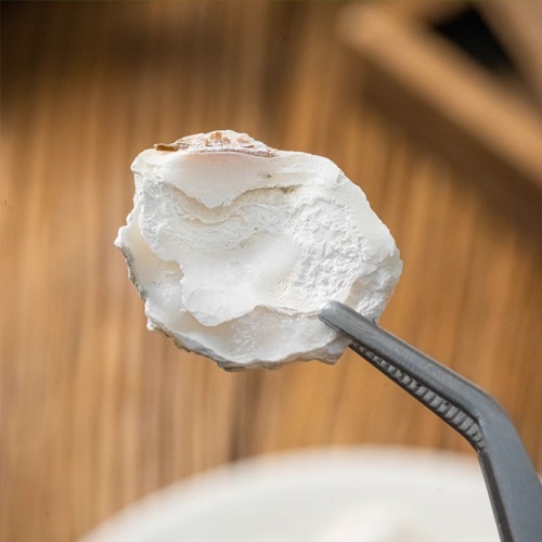 Oyster Shell for Calming Herbal Use