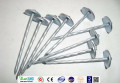 Price de fábrica Electro galvanizado Q195 Umbrella Roofing Nail