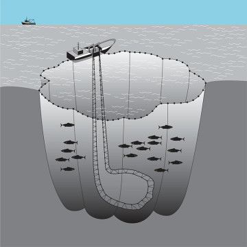 Knotless Fishing Purse Seine