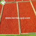 Factory Supply Fruits Pack USA Goji Berry