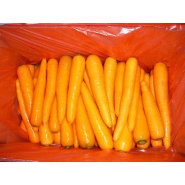 Nieuwe Crop 2020 Fresh Carrot