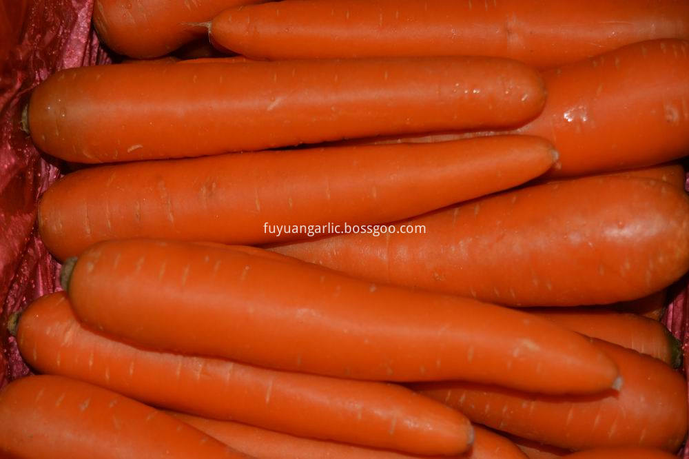 fresh carrot 