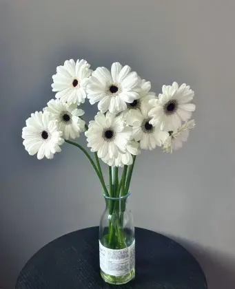 Standard chrysanthemum Snoopy Gerbera