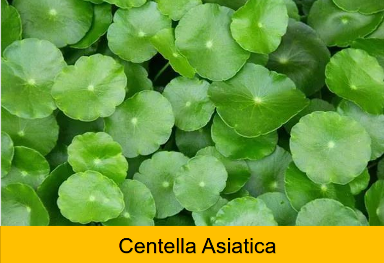 Centella Asiatica Extract