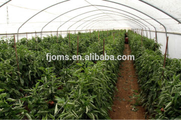 Agricultural black mulch film for chilli