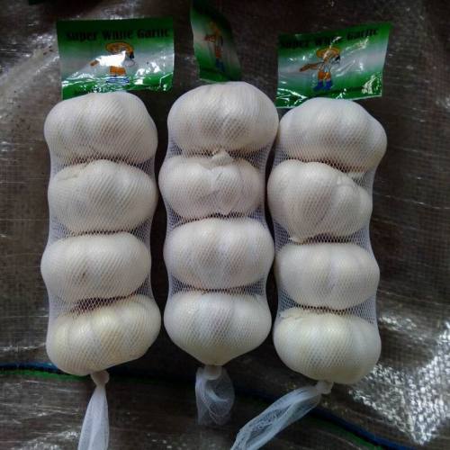 Kualitas Top Bawang Putih Murni Segar