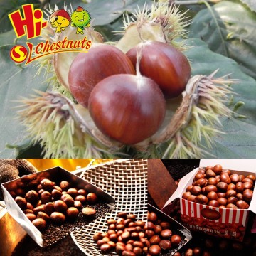 Chinese chestnuts For Sale---Hebei Chestnuts---Best fresh chestnuts in China