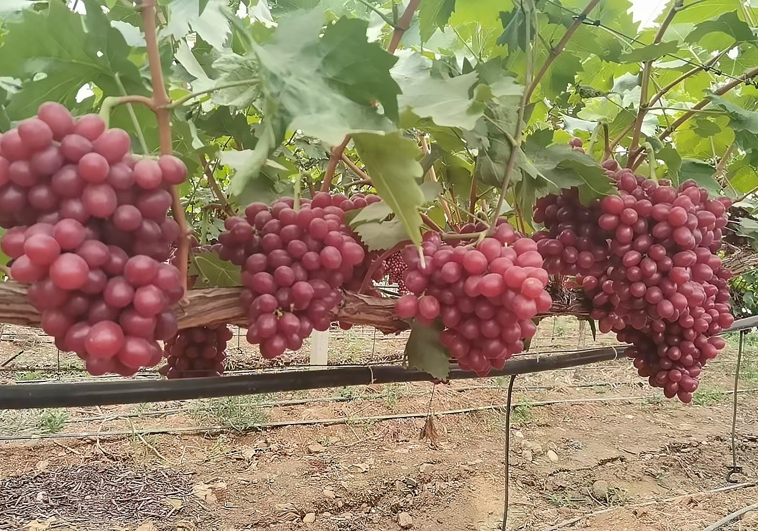 Grape