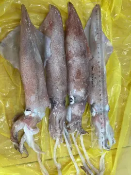 Frozen Loligo Squid Uroteuthis Chinensis 22-29cm