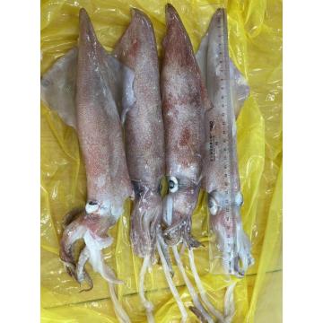 แช่แข็ง loligo squid uroteuthis chinensis 22-29 ซม.