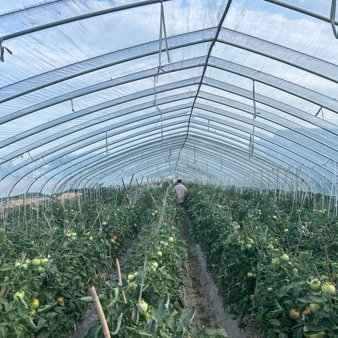 tomato greenhouse tunnel film666 (1)