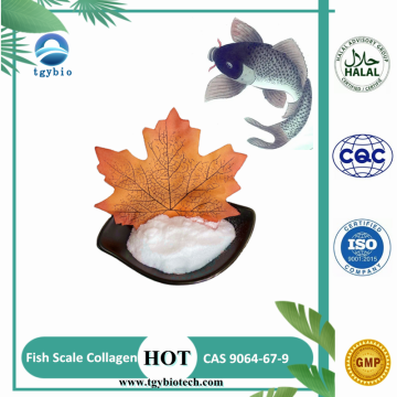 Top Quality Healthcare Supplement Fish Scale Collagen Powder
