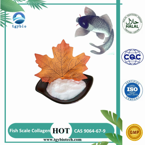 China Top Quality Healthcare Supplement Fish Scale Collagen Powder Factory