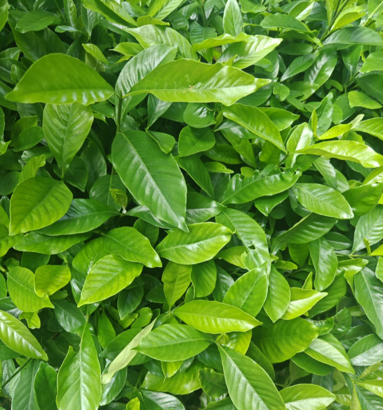 Gardenia Leaves