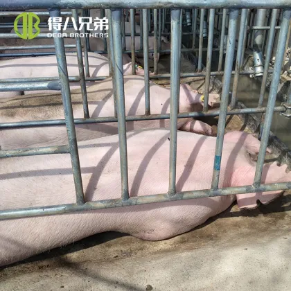 Pig Stall and Cage Solutions for Pig Farms