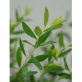 মার্জিত ল্যান্ডস্কেপিংয়ের জন্য Spiraea পাতার তুষার উইলো গ্রিনারি