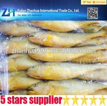 Yellow croaker fish farming wholesale yellow croaker