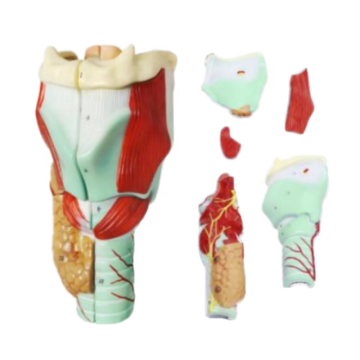 Darhmmy 2xlarge Laryngeal Anatomy Modèle avec 5 parties