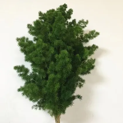 Yunnan Focusflower Wholesale Fresh Cut Flower Asparagus - Bunch of 5 Stems with Cold Chain Shipping