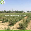 Factory Supply Fruit Herbal Type Price Goji Berries