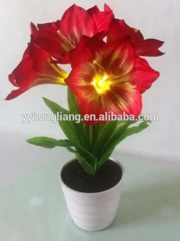 clivia light
