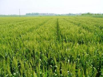 Fungicide Prothioconazole 98%