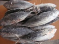 Mrożony tuńczyka ryb bonito cała okrągła skipjack