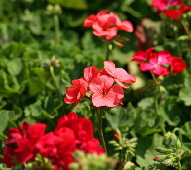 Pasokan pabrik Minyak Esensial Geranium Baru untuk Aromaterapi