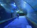 Großer Aquarium -Acryl -Tunnelblatt für Vergnügungspark
