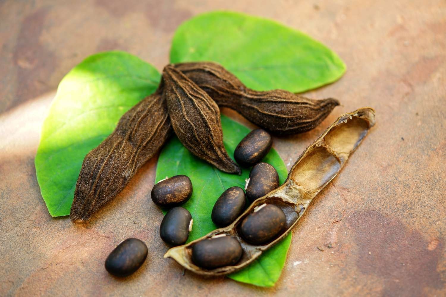 High quality natural Mucuna Pruriens Extract L-dopa 98%
