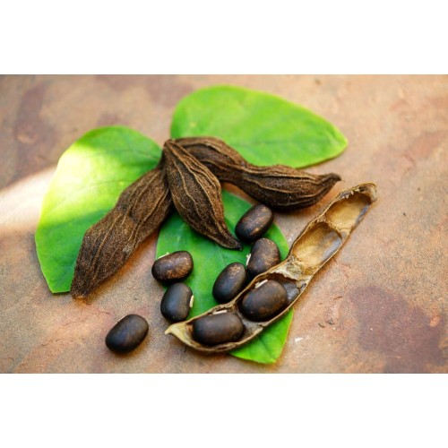 High quality natural Mucuna Pruriens Extract L-dopa 98%