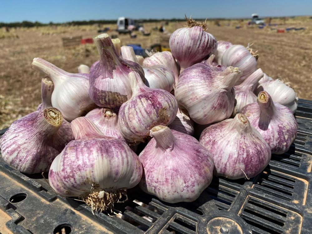 Wholesale price of good fresh garlic