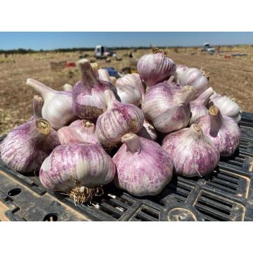 Wholesale price of good fresh garlic