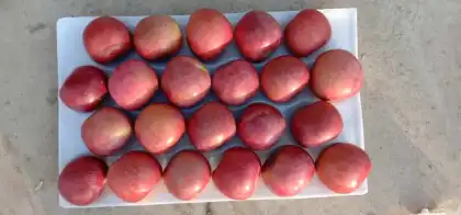 dark red apples for all ove the world